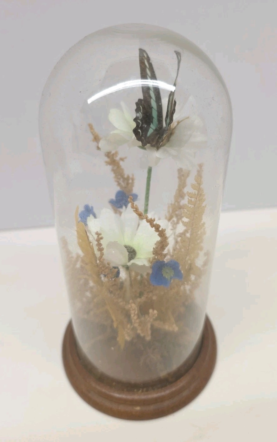 Vintage Real Butterfly & Daisy Flowers Under Glass Dome Wood Base Taiwan 7.5″
