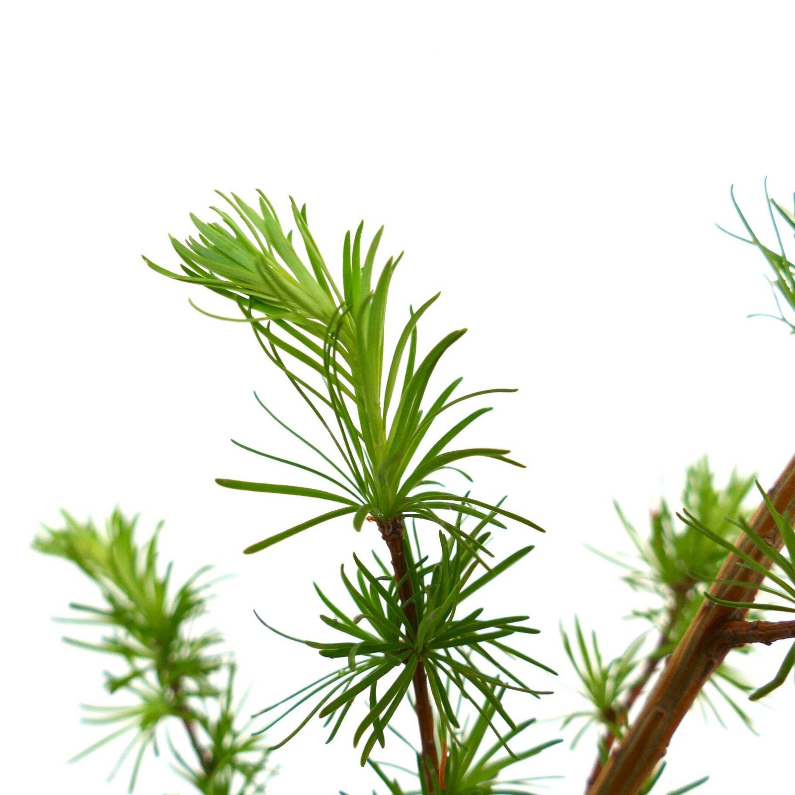 Larix kaempferi – Japanese Larch