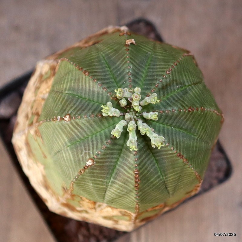 D5086 EUPHORBIA OBESA ARROW VERY OLD pot12-H24-W11 cm MaMa Cactus