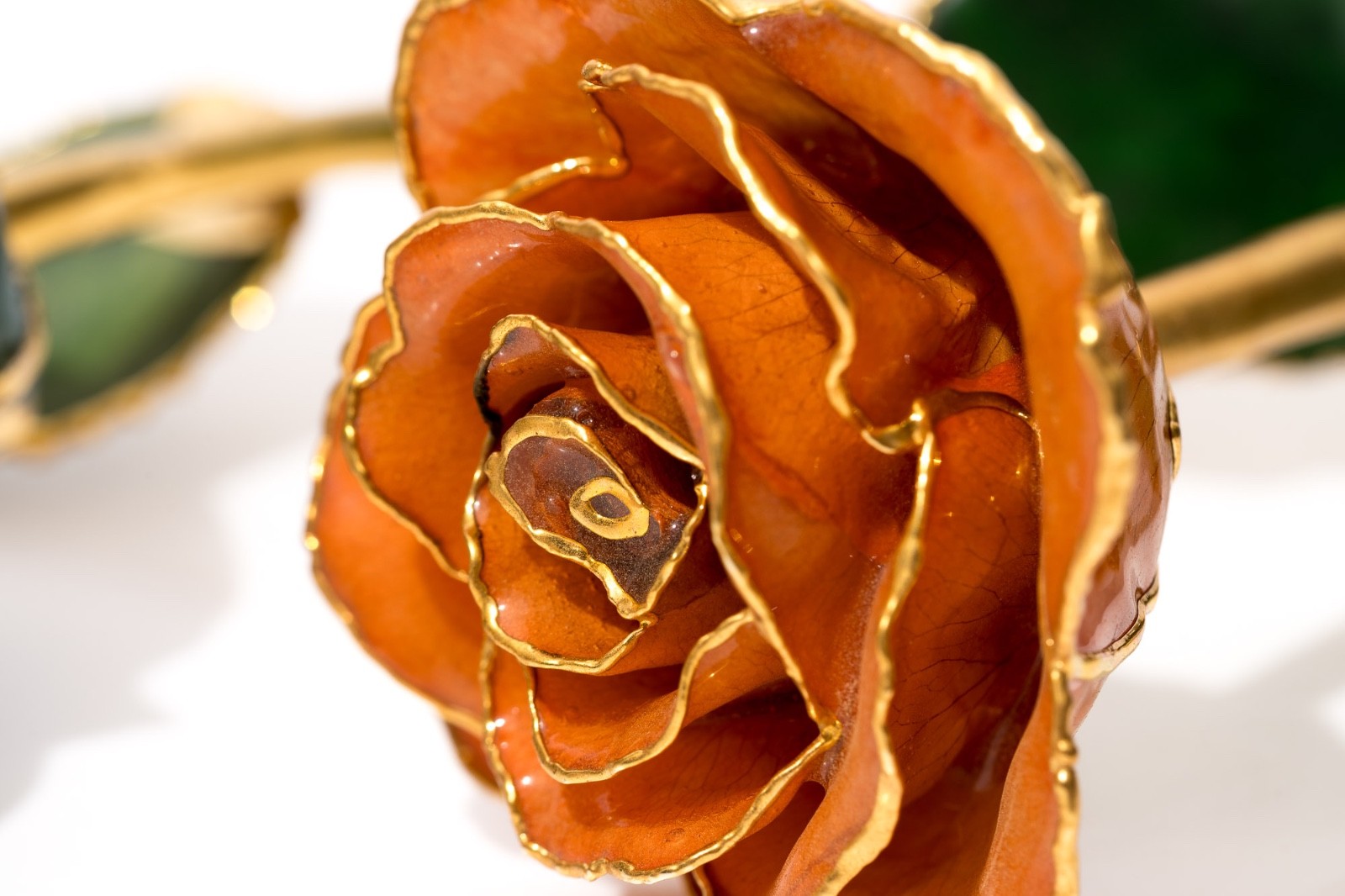 Gold Tipped Real Roses, Gift For Her