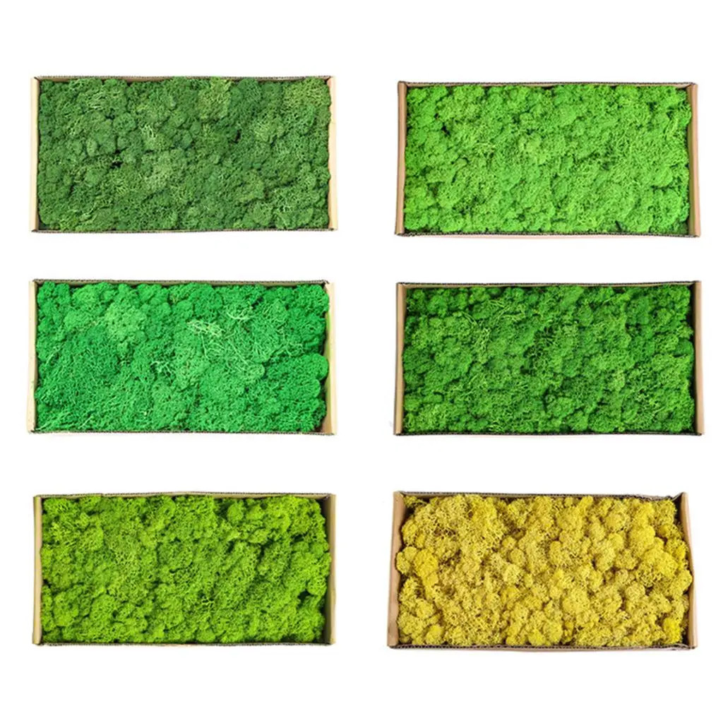 20g/200g Natural Green Colored Moss Simulation Plants Eternal Life Moss Garden H