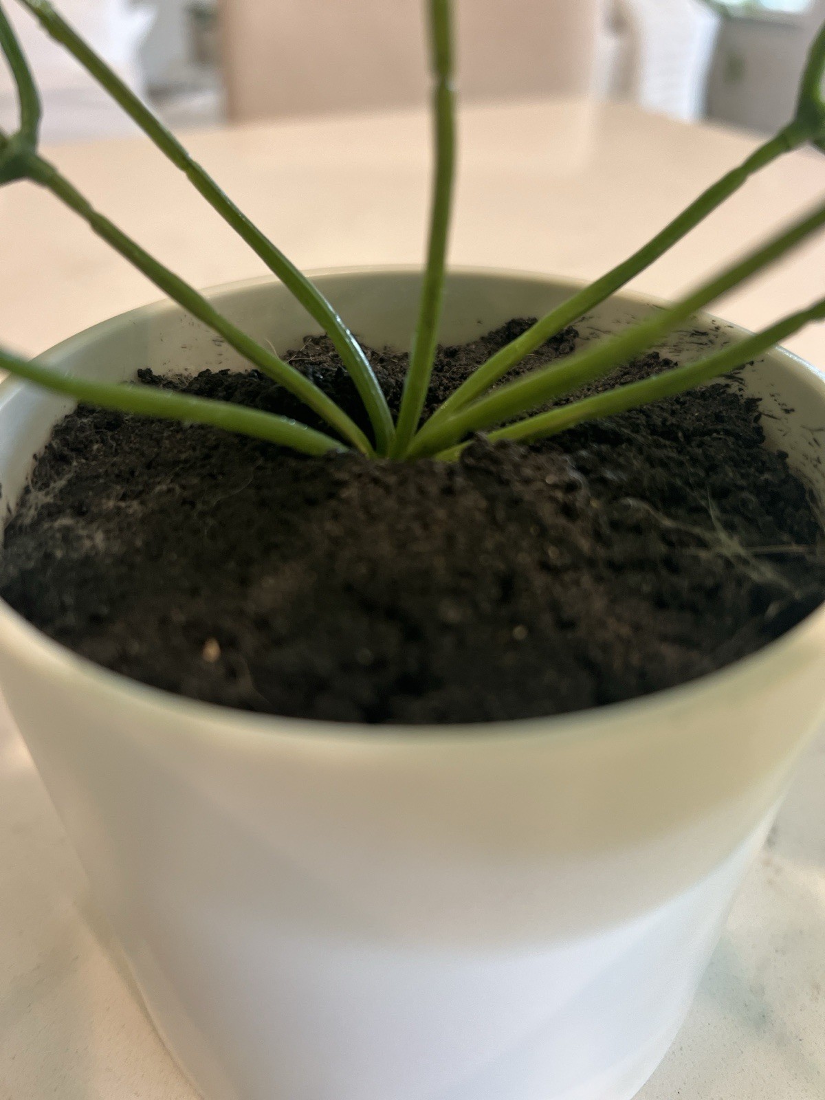 Set of 2 Artificial Potted Plants Faux Greenery White Gold Pots Small Home Decor