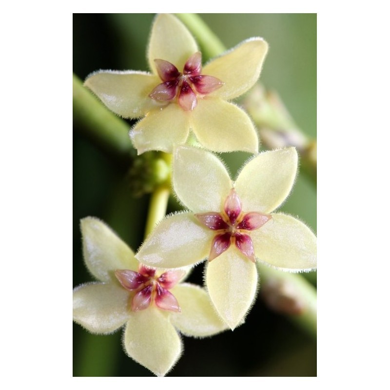 Hoya Kastbergii Sp Aceh Rare Tropical Wax Plant