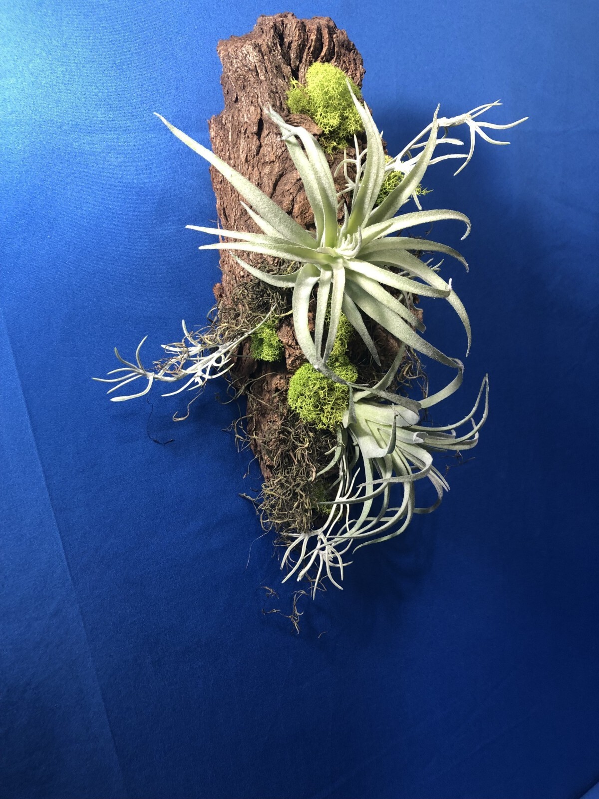 Artificial Succulent Air Plant Wall Art Home Office Mounted on Real Wood Bark