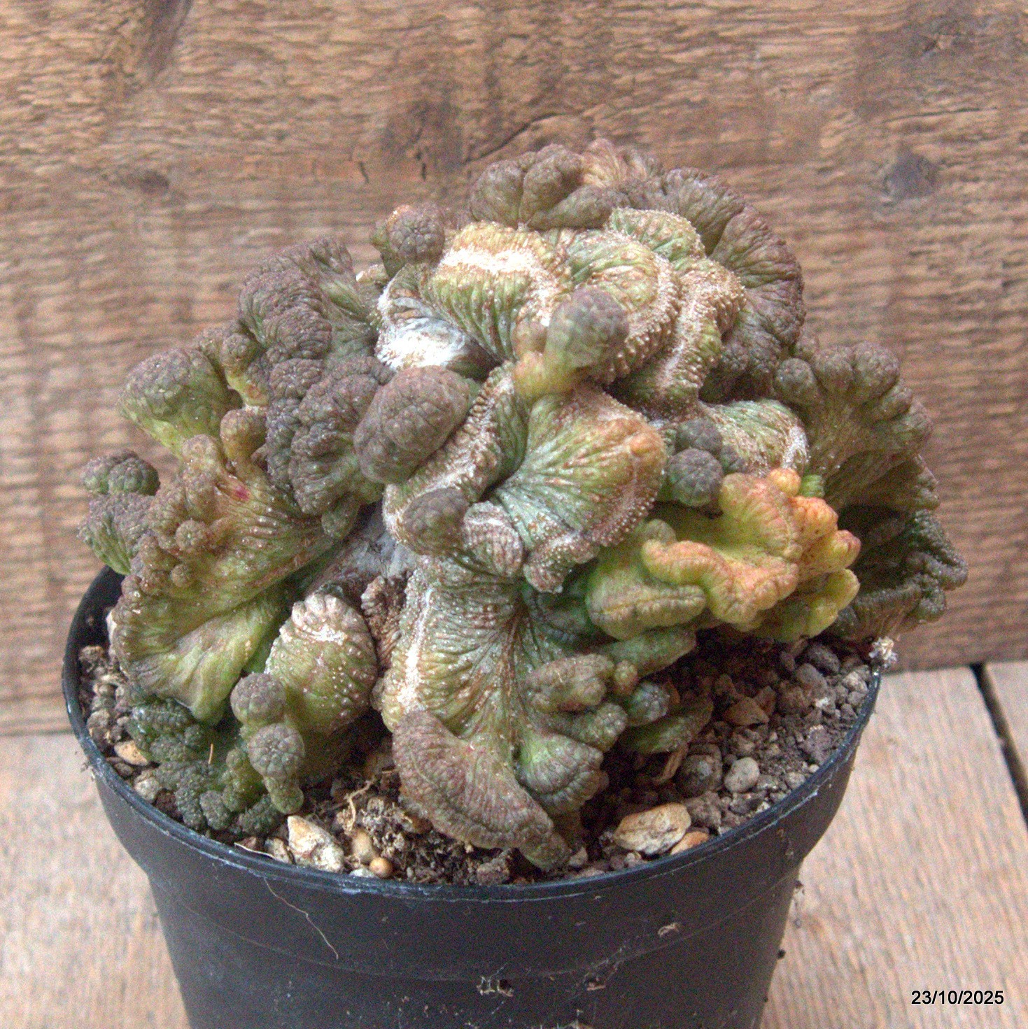 D7151 EUPHORBIA OBESA CRESTED OLD pot14-H13-W16 cm MaMa Cactus