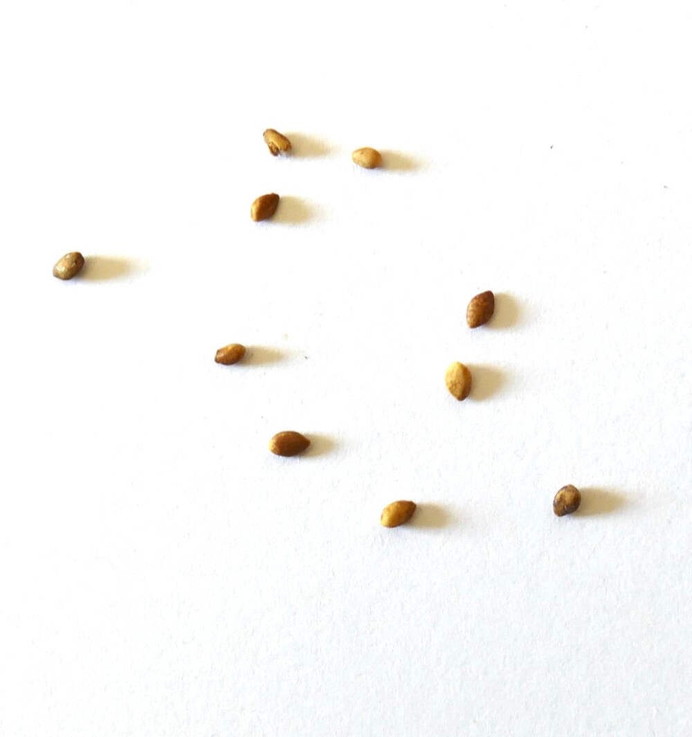 Morus nigra SEEDS – Black mulberry | Persian mulberry