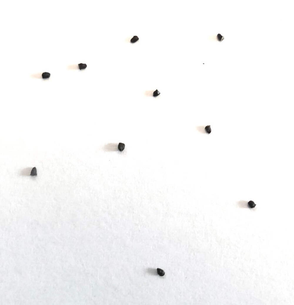 Eriocactus warasii SEEDS – Warasii cactus | Golden ball cactus