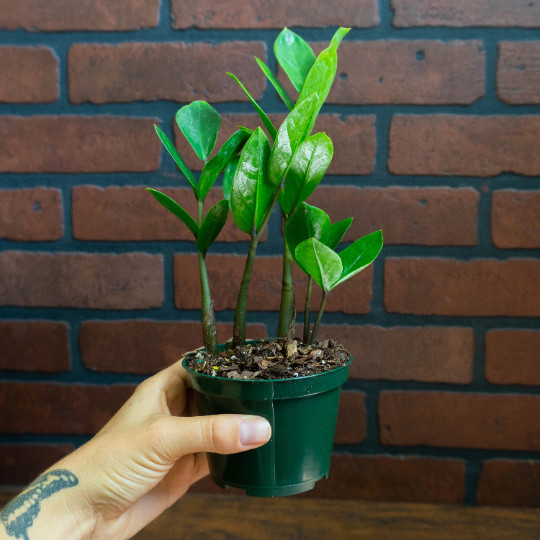 ZZ Plant with 4″ inch Potted Live Houseplant | Zamioculcas Zamiifolia