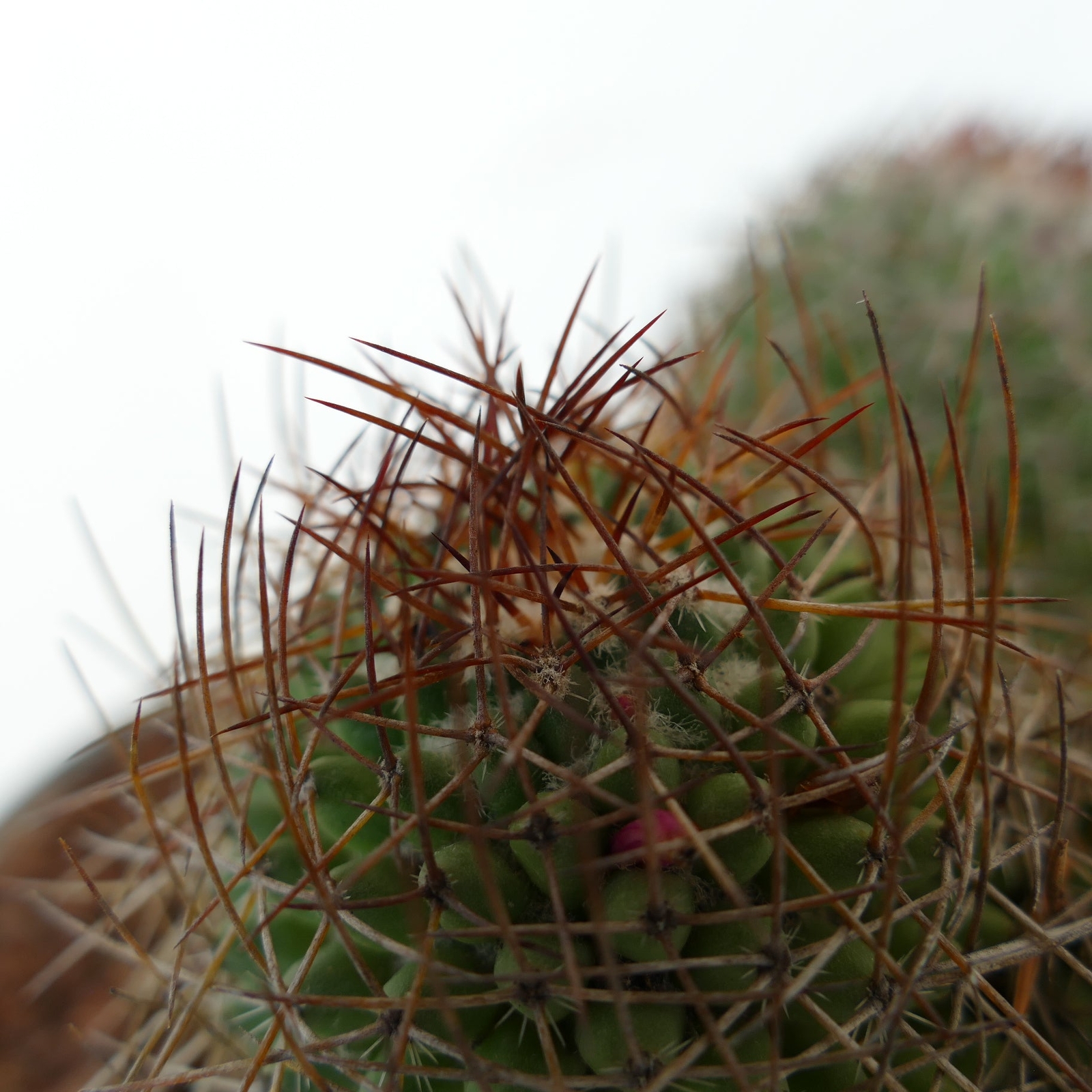 Mammillaria cripiseta (Oaxaca) –