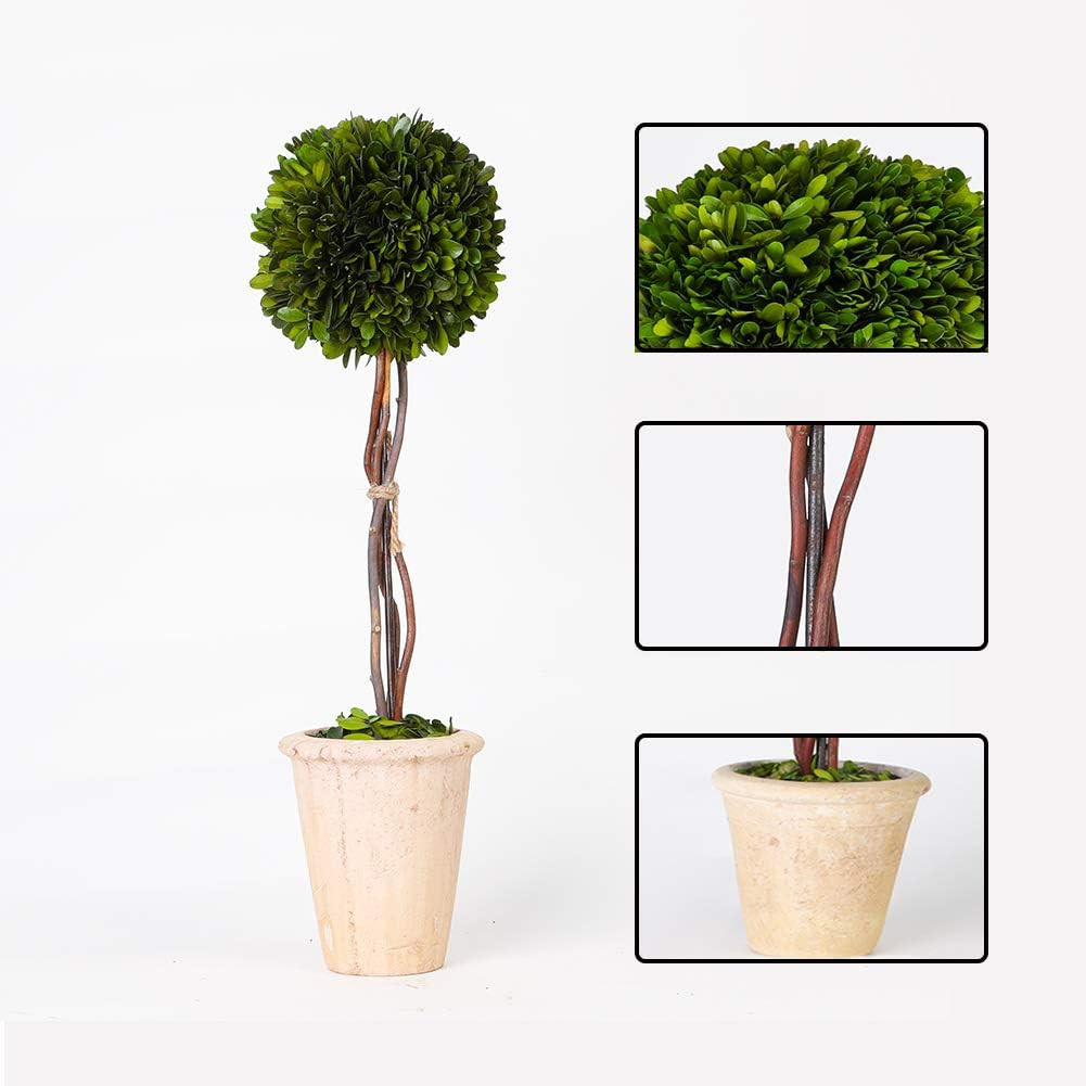 Real Preserved Yellow Evergreen Potted Tree Globe Tree Basin Territory Flower Po