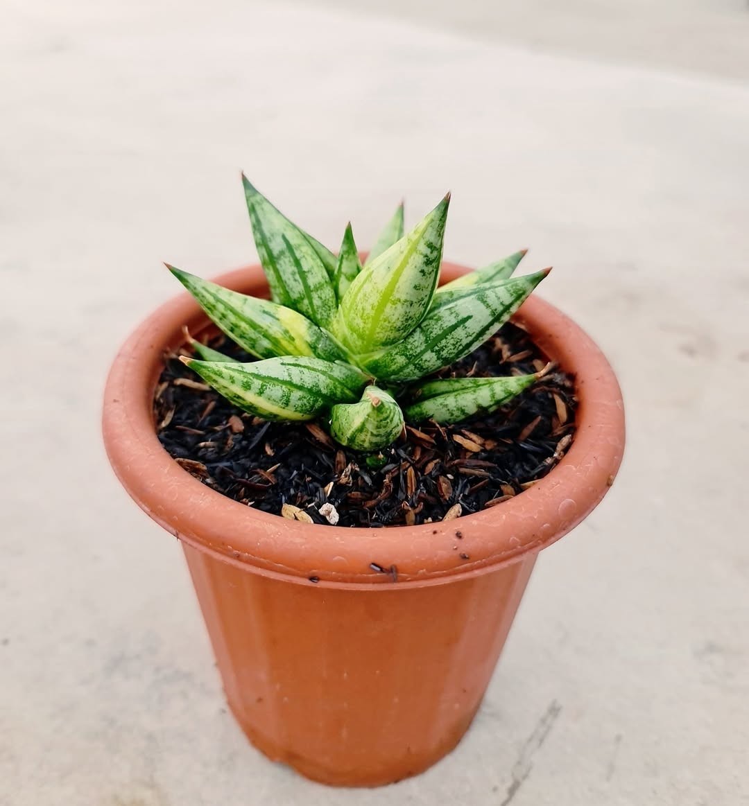 Rare Sansevieria Ming Manee – Compact Dwarf Snake Plant Collector Variety