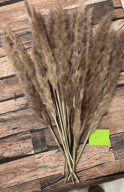 Natural Dried Pampas Grass ~ Boho ~ Home Decor ~ Wedding ~ 70 pcs