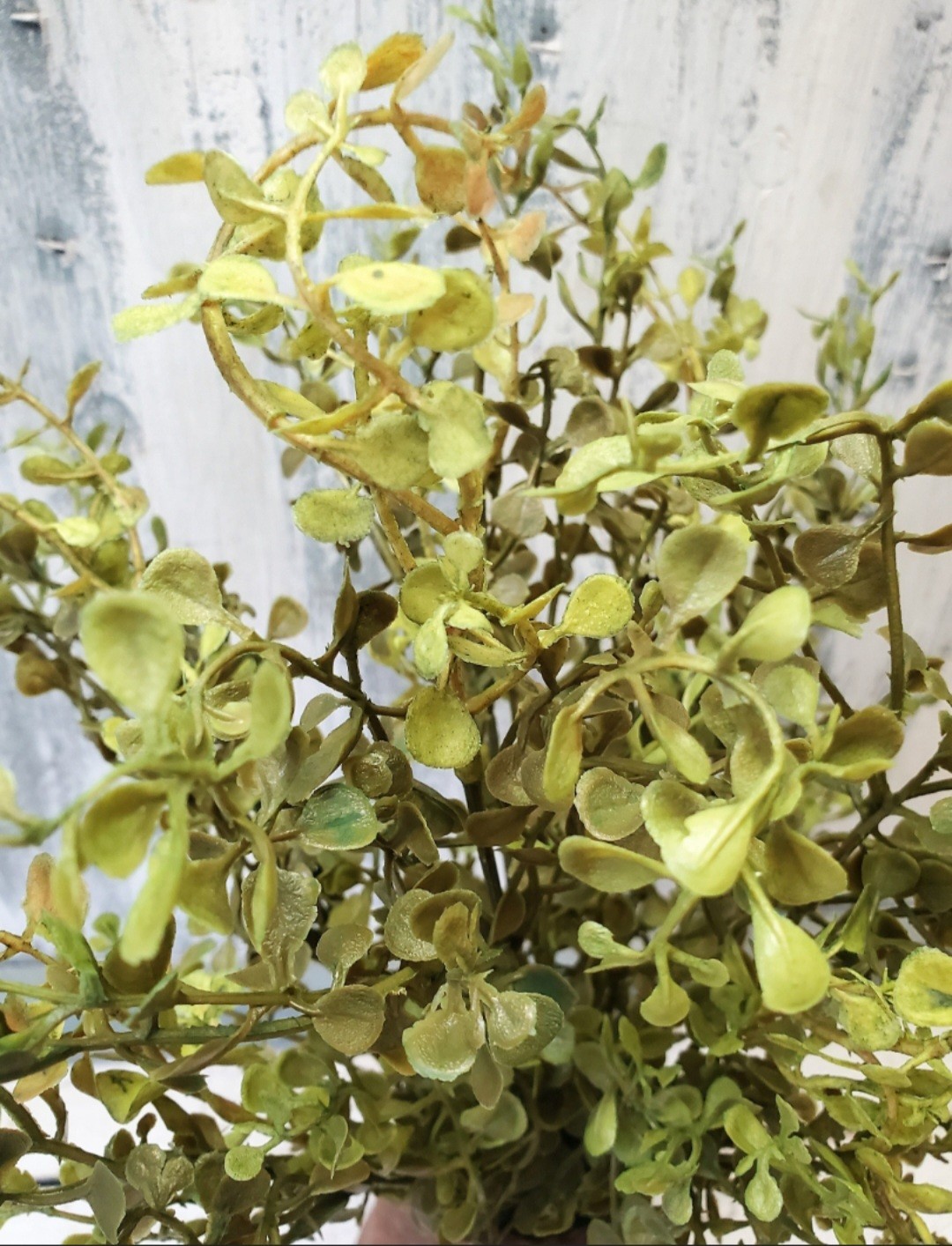 12″ Faux Realistic Baby Grass Greenery Pick Stem – Spring Greenery- Everyday