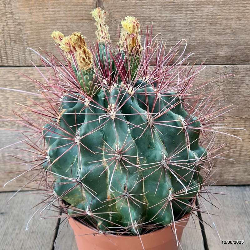 D5870 FEROCACTUS SETISPINUS pot18-H19-W23 cm MaMa Cactus