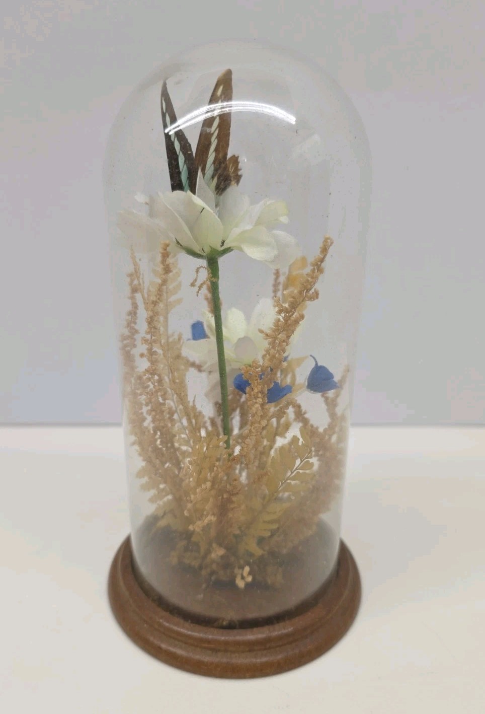 Vintage Real Butterfly & Daisy Flowers Under Glass Dome Wood Base Taiwan 7.5″