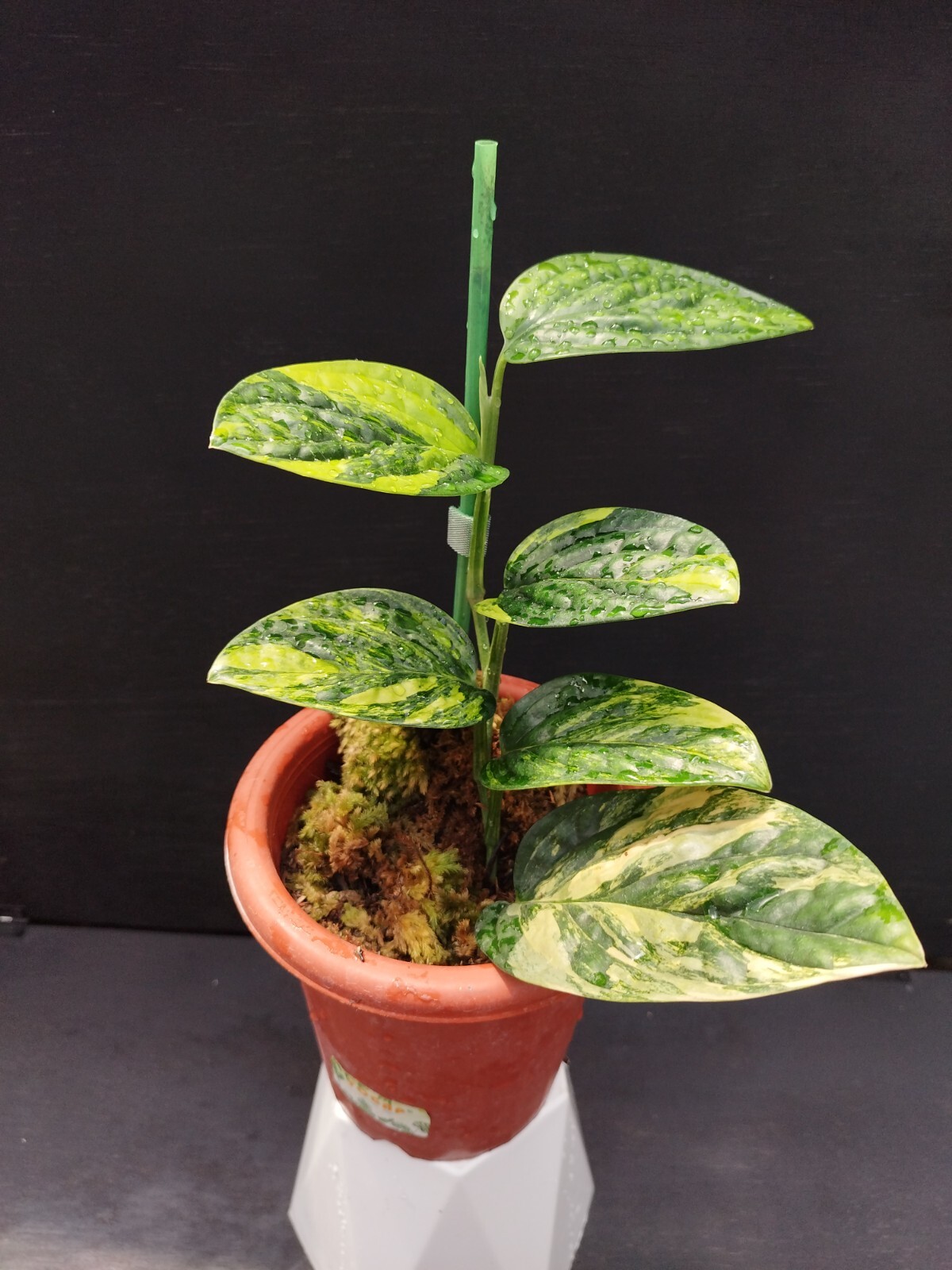 Monstera Karstenianum Peru Variegated Real Picture