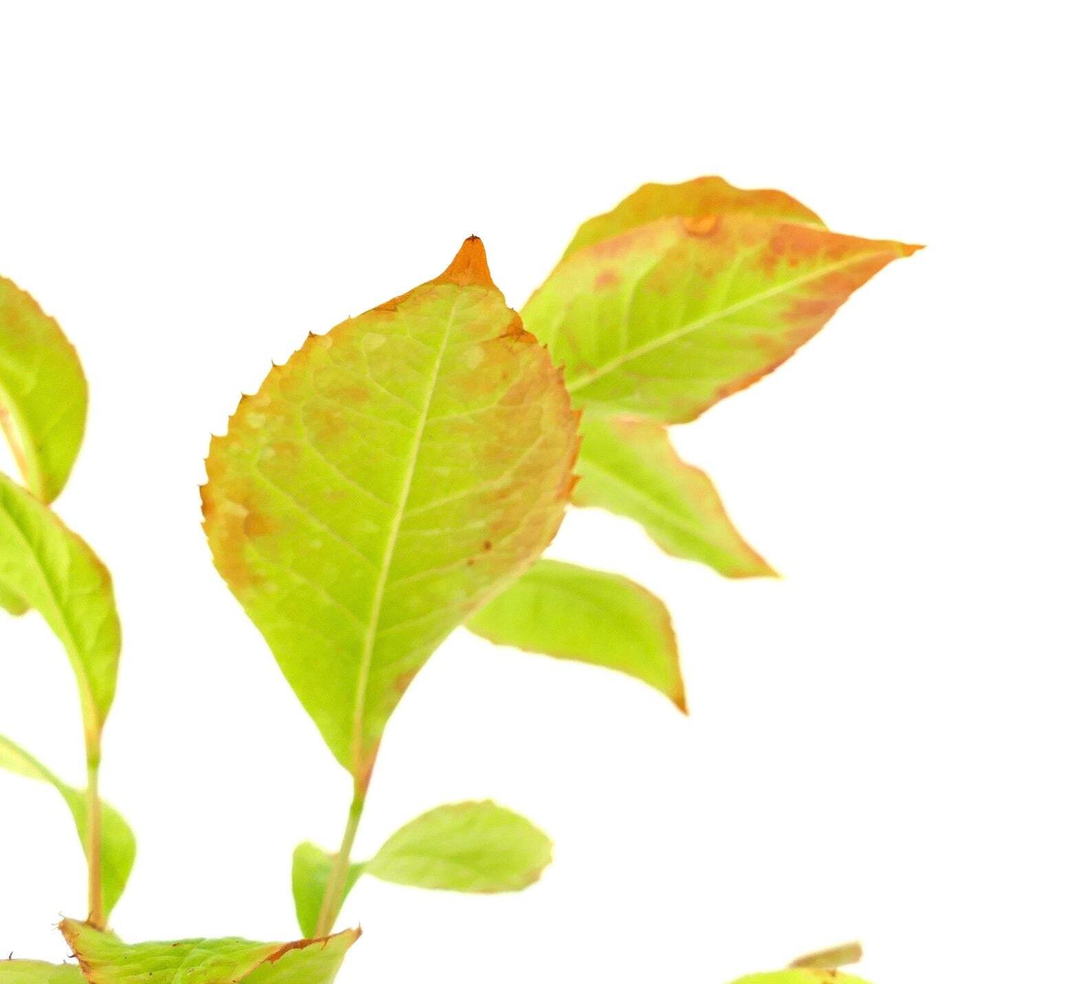 Stewartia rostrata – Beaked stewartia | Stewartia