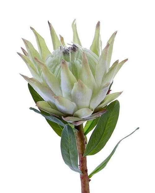 Protea floral stems. Tropical silk flowers. LT. Mint GREEN