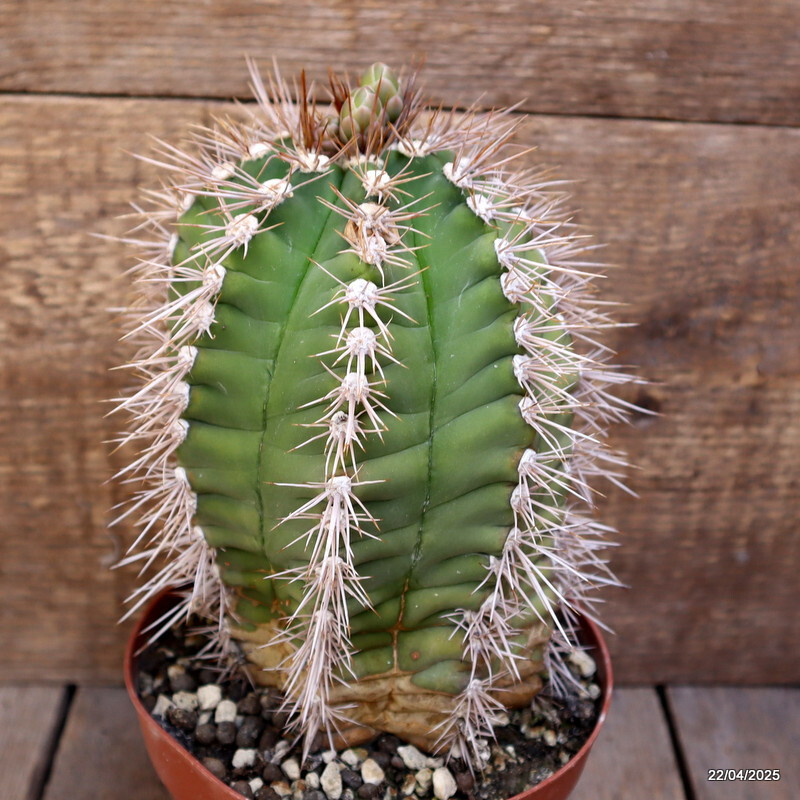 M86 GYMNOCALYCIUM CHACOENSE pot14-H19-W13 cm MaMa Cactus