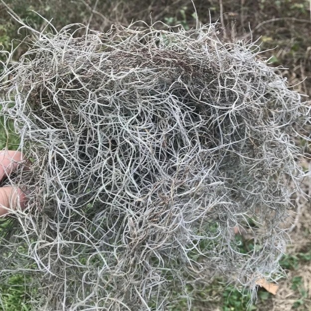 1 Gallon Bag Real Fresh Dried BLUE Spanish Moss for Craft Basket. Garden Craft