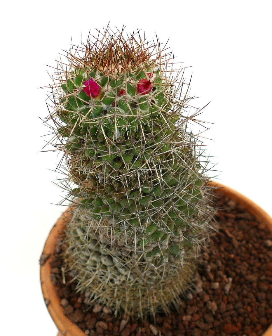Mammillaria ingens –