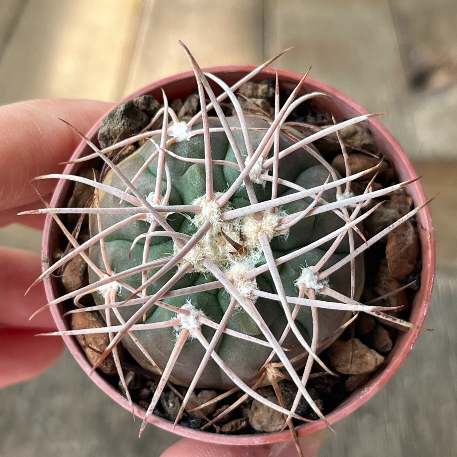 A38-2079 Gymnocalycium mazanense VG660, Cuesta de la Sebia, 1063m, seedling