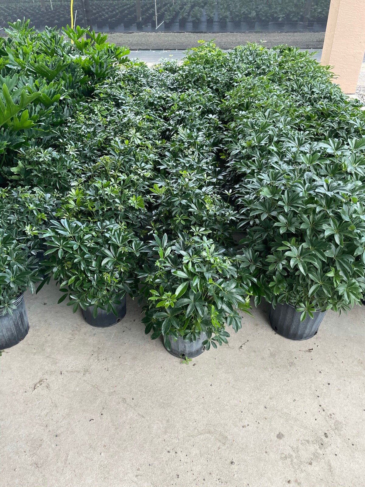 Live Hawaiian 10″Schefflera/Arboricola Bush In An 10” Growers Pot @ 28/30” Tall.
