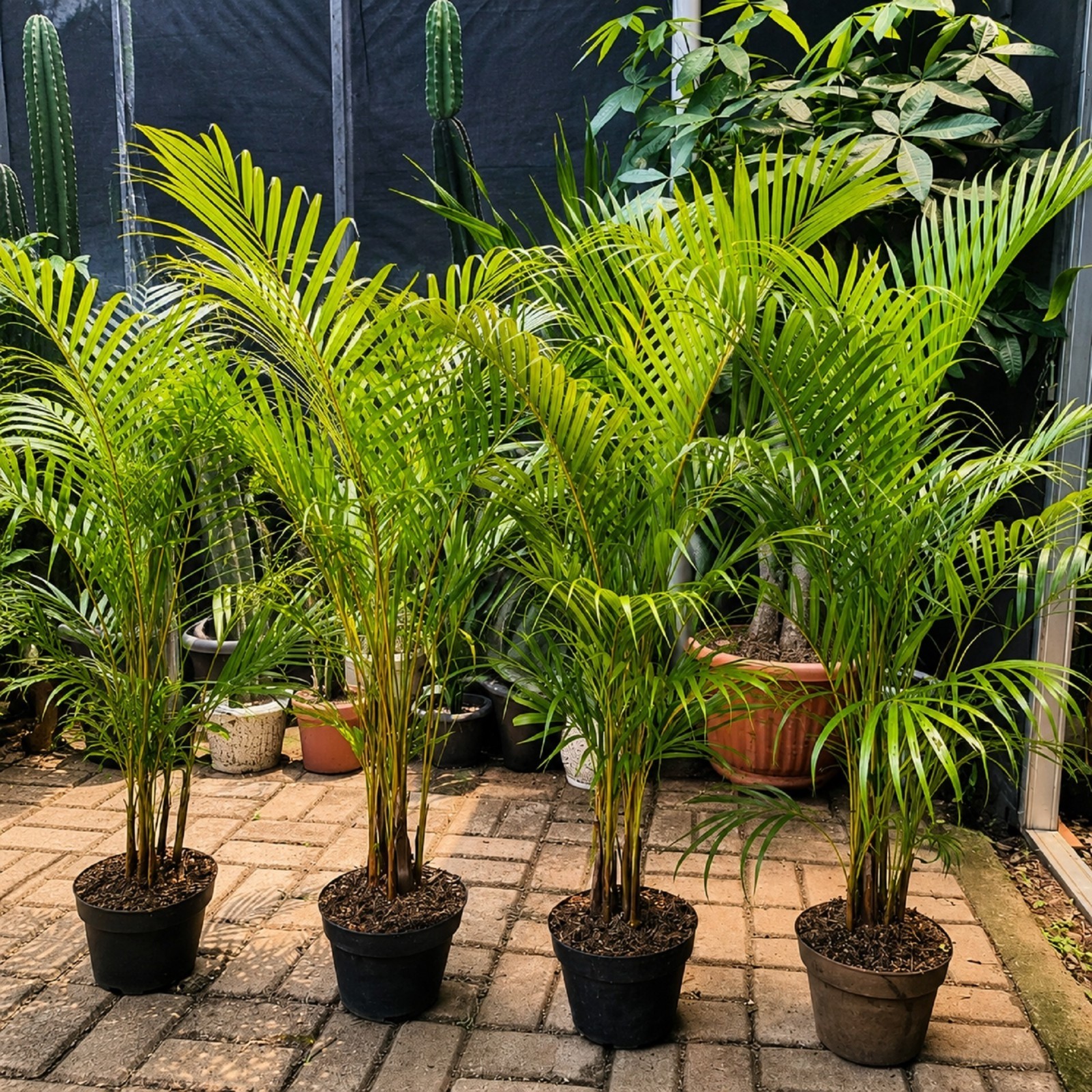 Dypsis Lutescens Areca Palm Live Tropical Indoor Outdoor Palm Plant