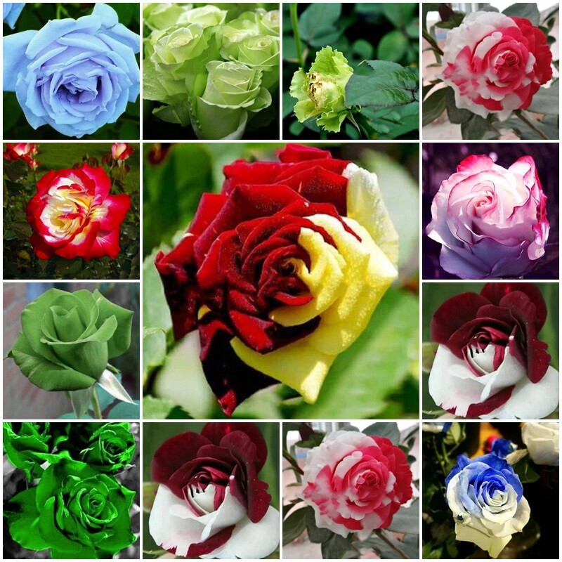 100 Mixed Color Rose Seeds for Garden Planting Varieties of Bush Perennial