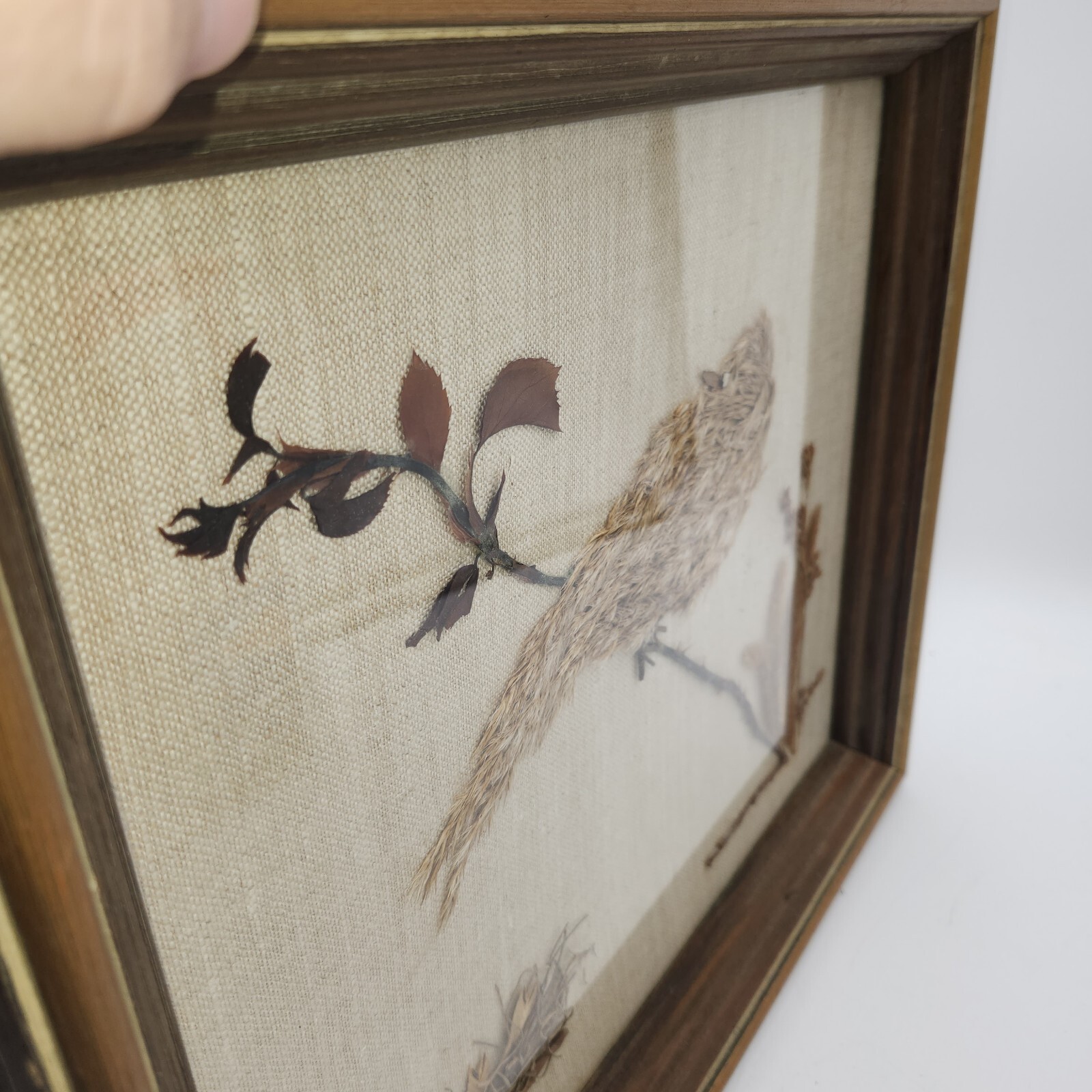 Vintage dried pressed flowers weeds taxidermy wall art bird 14 x 16 wood frame