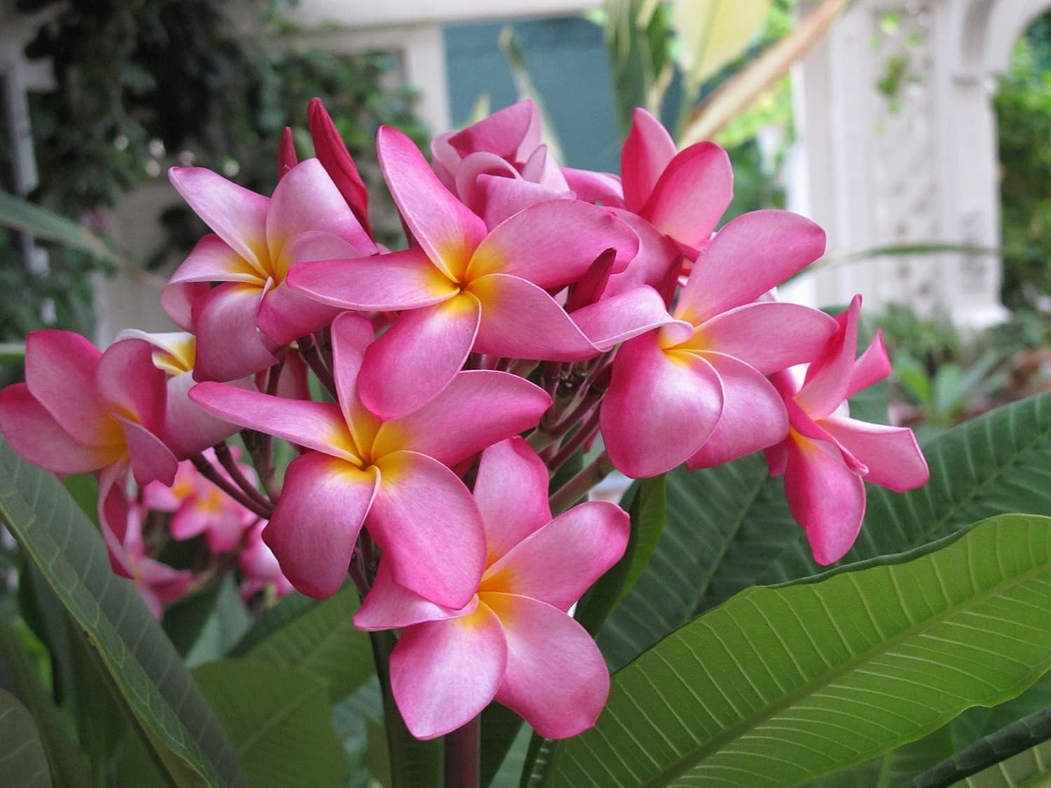 2 HAWAIIAN PINK PLUMERIA FRANGIPANI PLANT CUTTING – FRAGRANT EASY TO GROW
