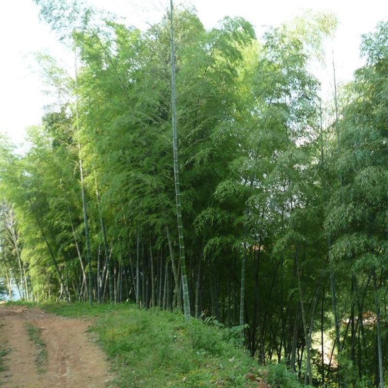 Giant Bamboo Seeds Perennial evergreen Grows Edible Bamboo shoots 100Pcs