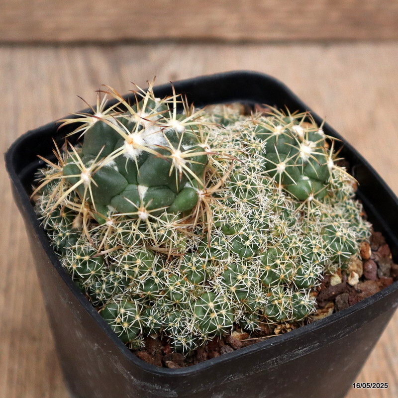 D4224 CORYPHANTHA ELEPHANTIDENS pot8-H6-W9 cm MaMa Cactus