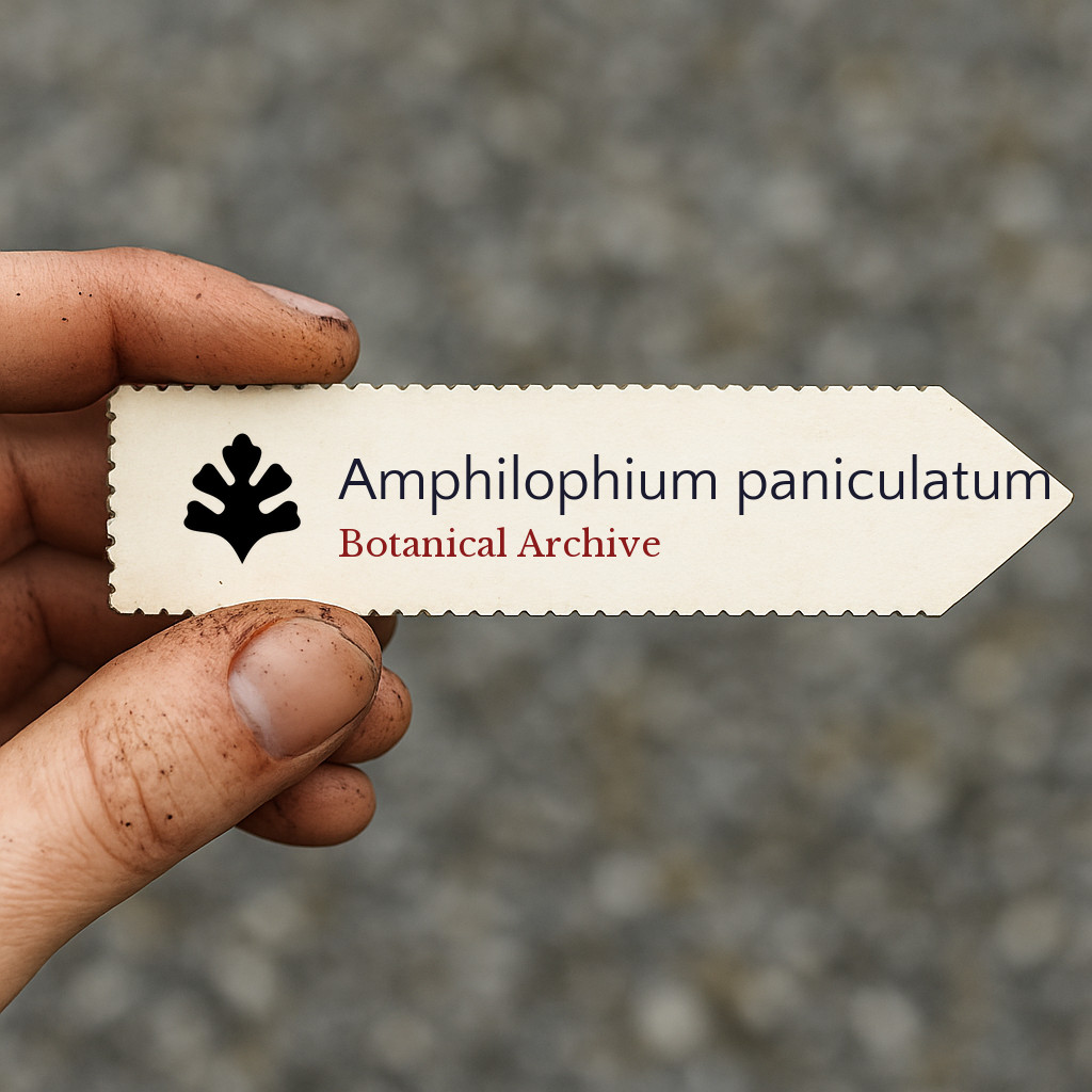 Amphilophium paniculatum SEEDS – Jasmine trumpet vine | Golden trumpet vine