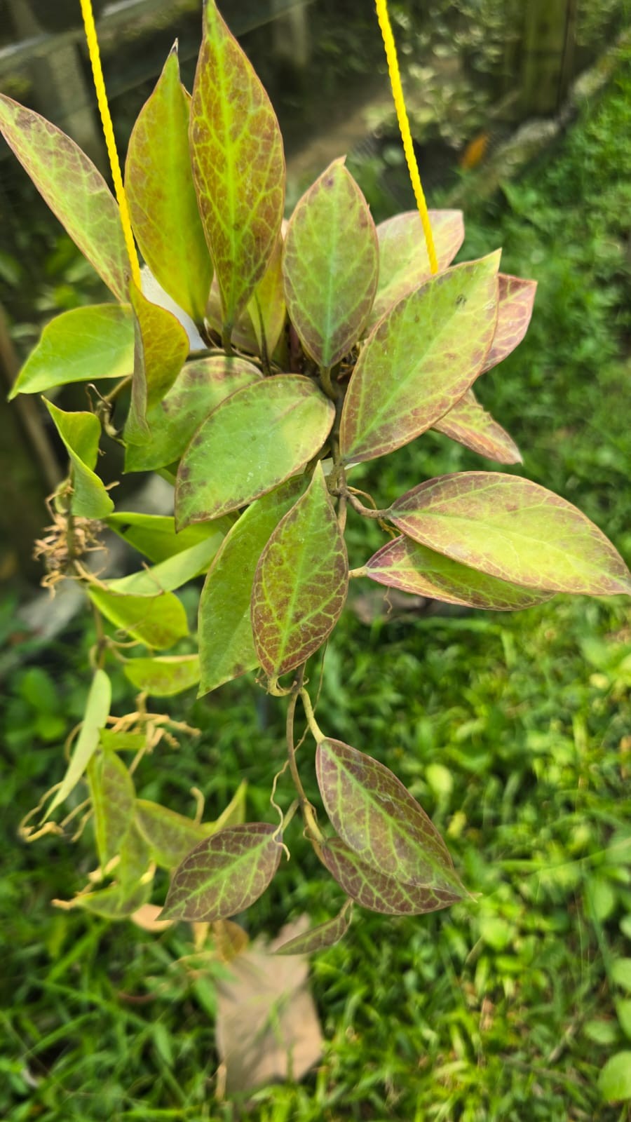 Real Pict Hoya sunrise red Broad Leaves Lush Plant