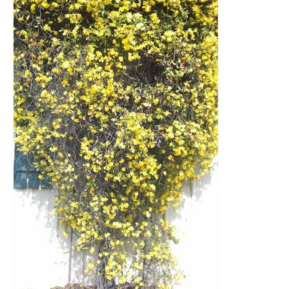 (10) JASMINE SEEDS rare exotic fragrant flower vine garden USA SELLER W/TRACK