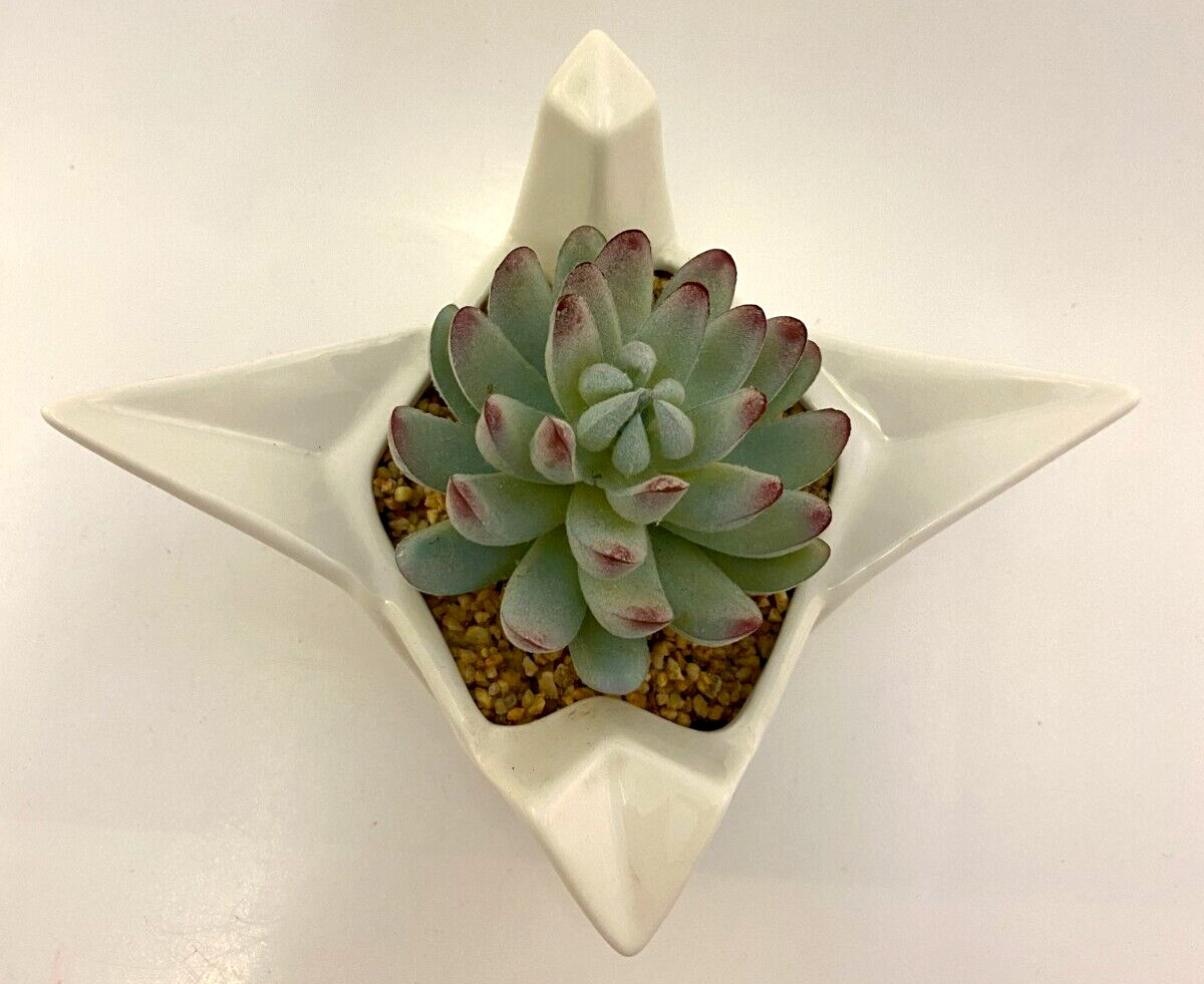 Origami Swan Faux Succulent White Ceramic Francesca’s 7.5″