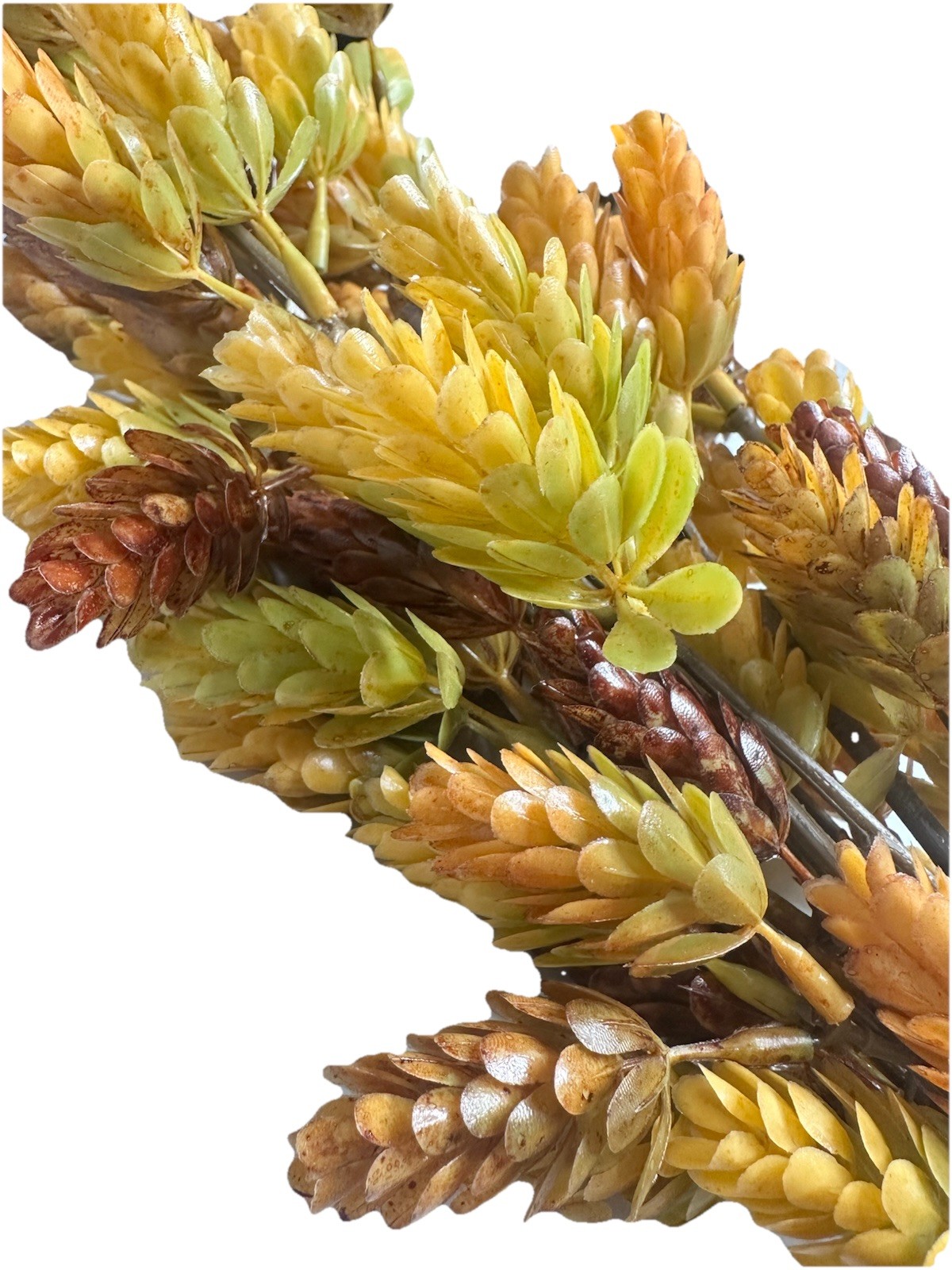 Faux Stem Hops Thistle 2pc Set Indoor Decorative Home Threshold With Magnolia