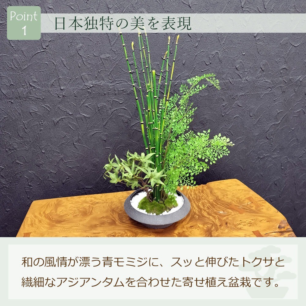 Artificial Japanese Bonsai Maple Adiantum Horsetail Plant CUPBON Made in Japan
