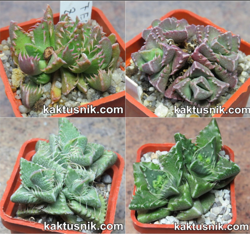 Faucaria mix 20seeds harvest 2025