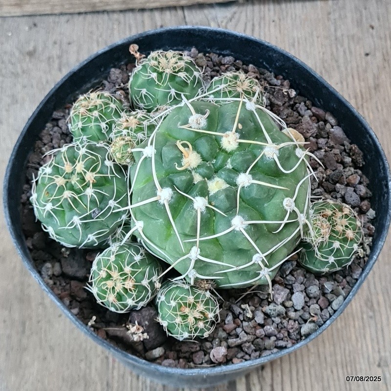 D5744 GYMNOCALYCIUM DENUDATUM pot14-H7-W13 cm MaMa Cactus
