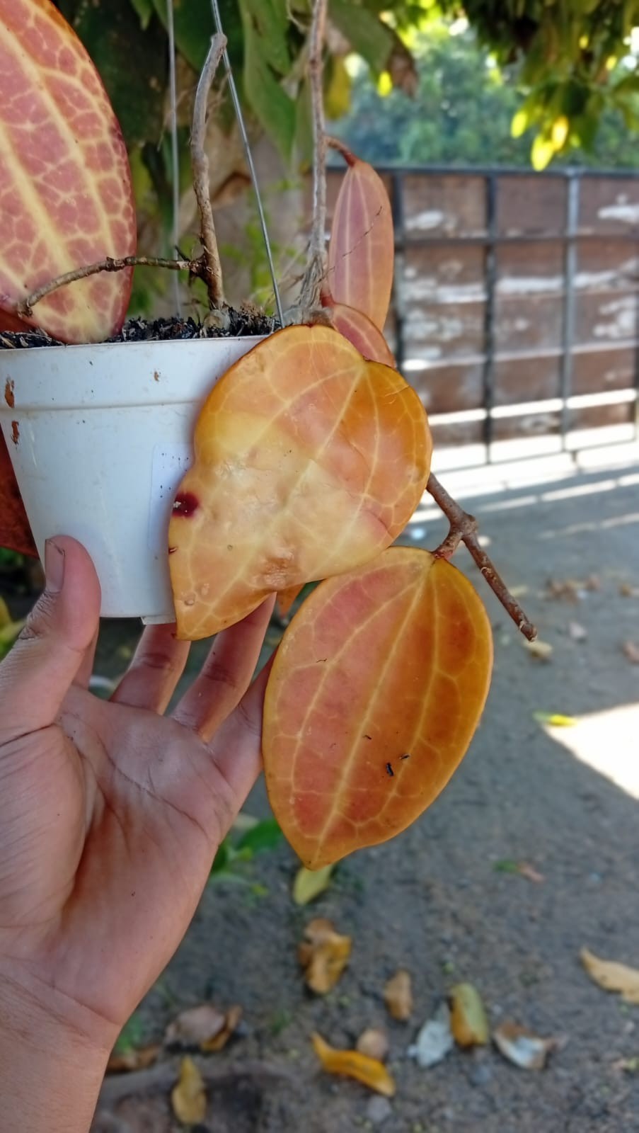 Real Picture Hoya Macrophylla Super Red Sp Borneo Rare Tropical Waxx Plant