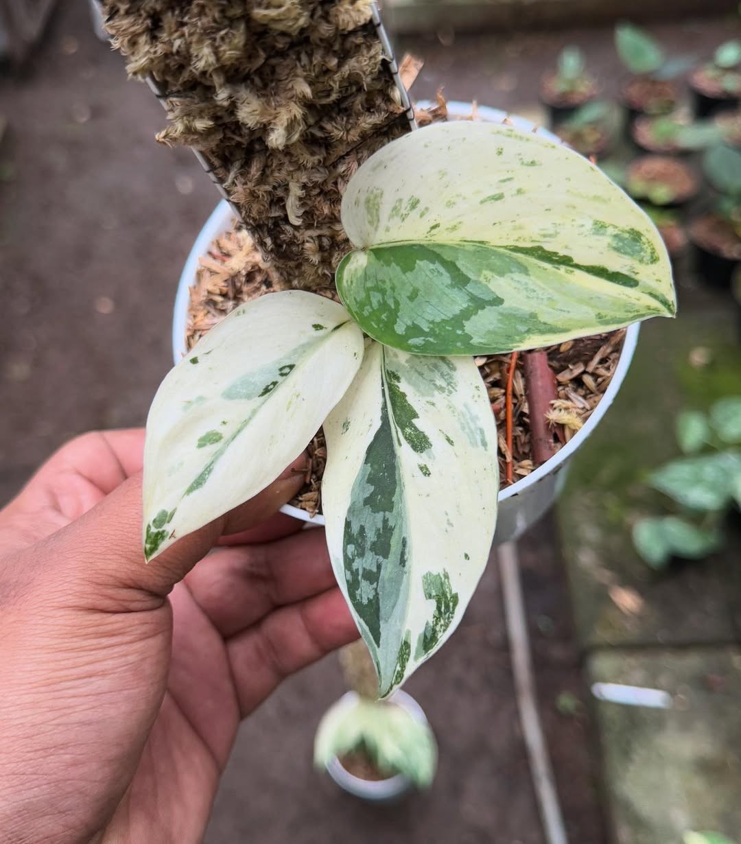 Real Picture Scindapsus White Diamond Variegated Rare Plant