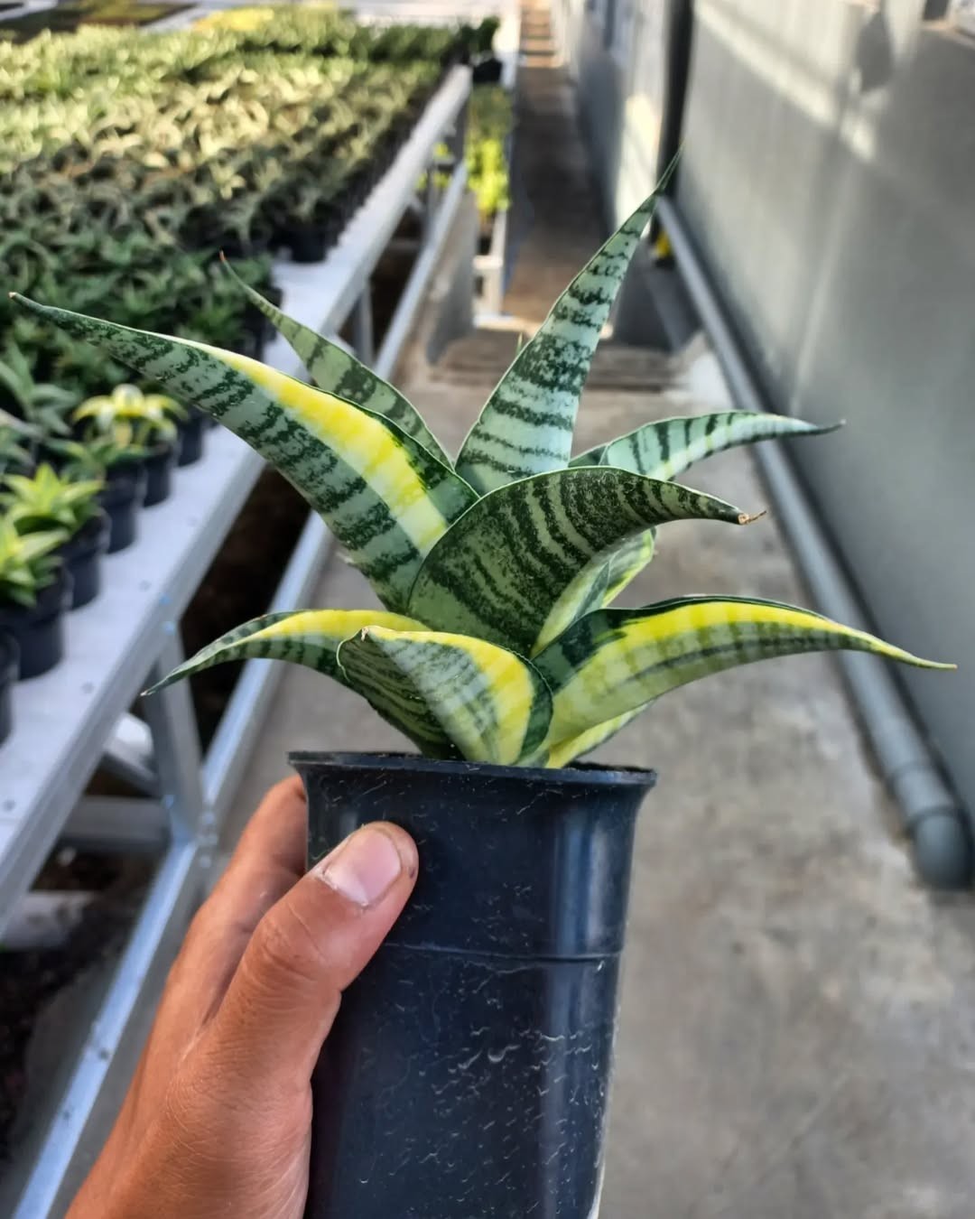 Sansevieria Hybrid Spider Variegated – Rare Rosette Snake Plant