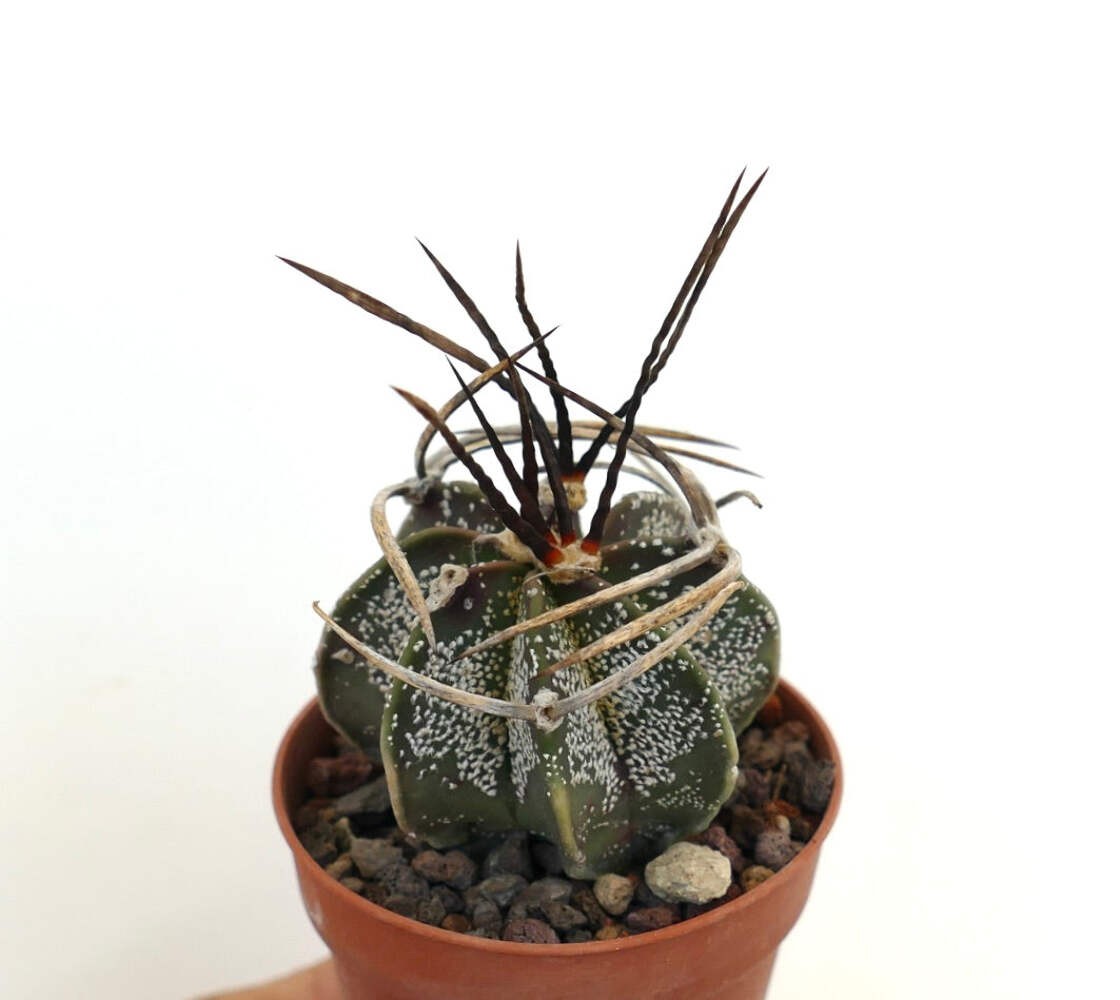 Astrophytum capricorne X BUFFALO (nice spines) – Goat’s horn cactus | Star cactu