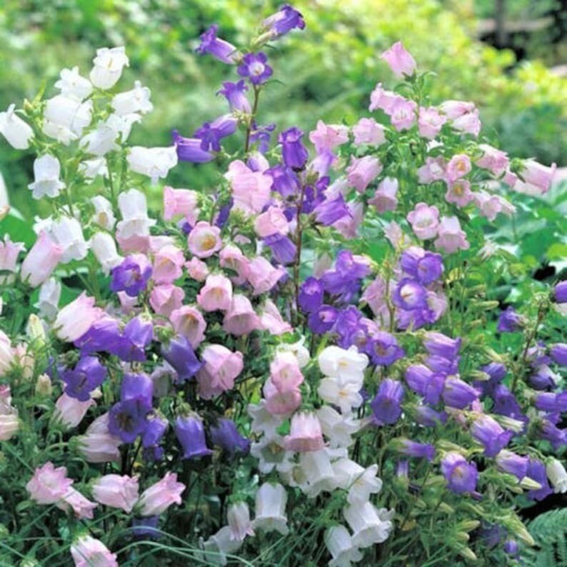 300 Pcs Cute Cup and Saucer Bell Flower Seeds