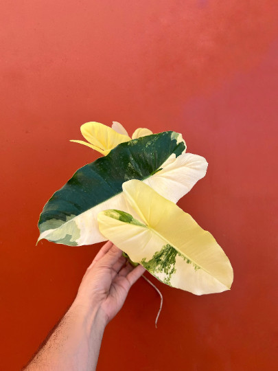 Variegated Burle Marx Philodendron Cutting | Air Roots w/ Nodes | House Plant