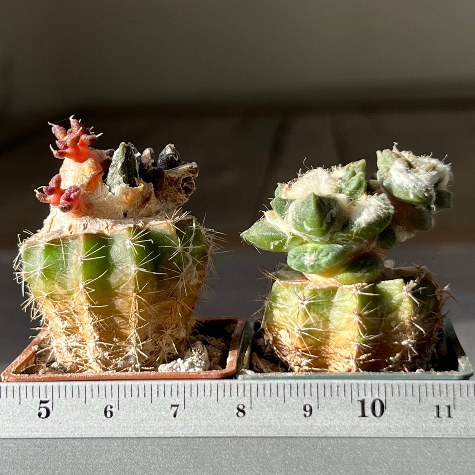 A7-1608 Cactus hybr (scaph x fissur) 2 pieces