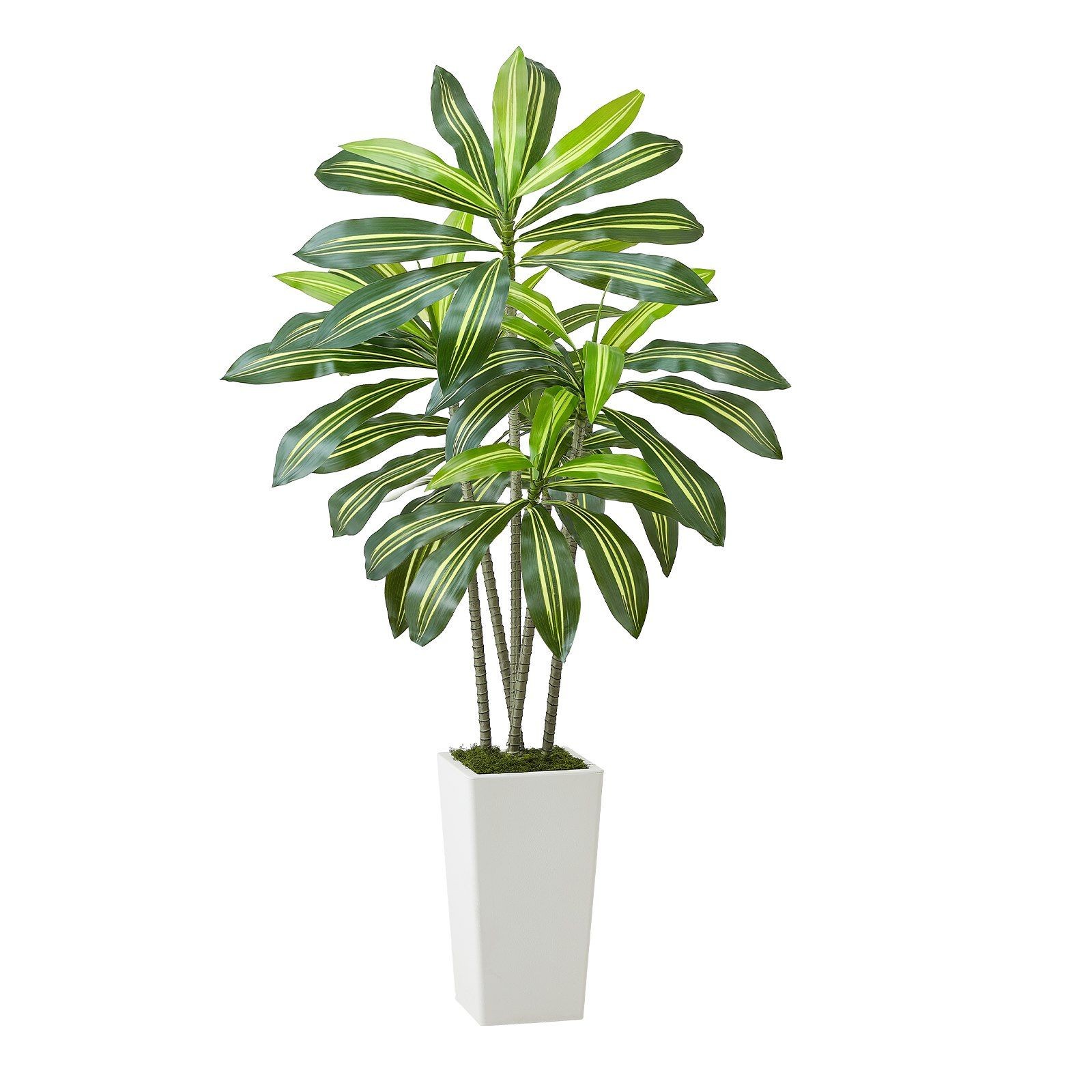 5ft Artificial Dracaena Plant with White Planter Flexible Branches Easy Clean