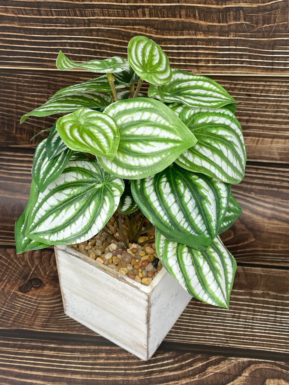 11″ Potted faux Watermelon Peperomia silk plant in White wood box, handmade